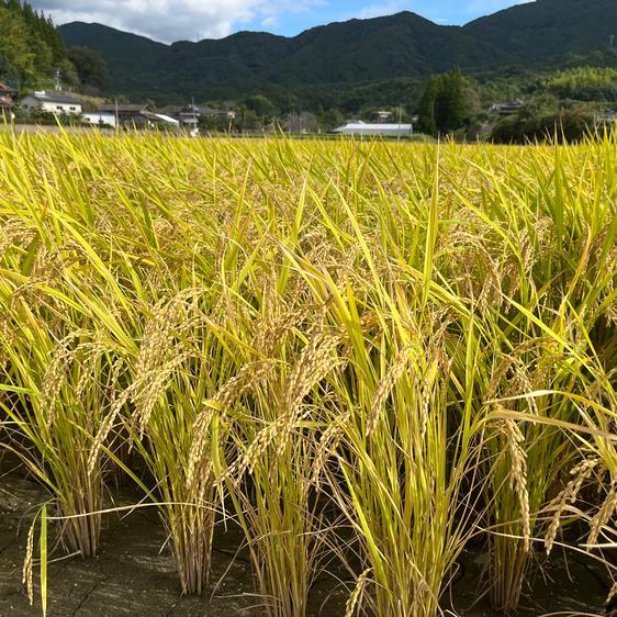 米・穀物 米 精米 令和5年度熊本県産ヒノヒカリ　白米5キロ 産地直送