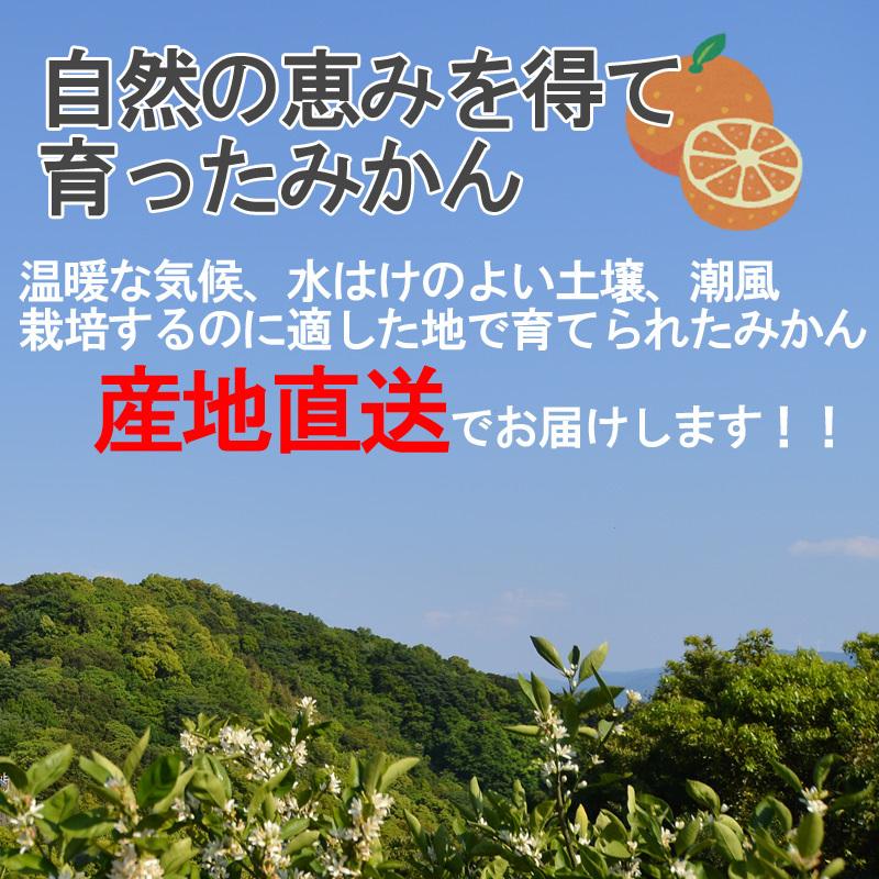 みかん 10kg（箱込約10kg）和歌山県産 訳あり・ご家庭用 送料無料（東北・北海道・沖縄県除く）（配達日指定不可）