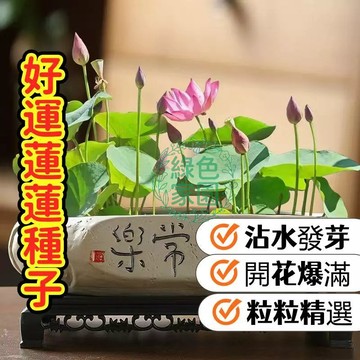 🔥臺灣現貨🔥碗蓮種子 水培蓮花 室內盆栽 易活好養 四季開花  居家風水 開運植物 陽臺庭院觀賞  新手易種 #超優惠
