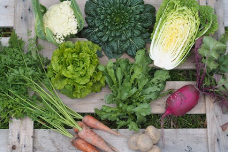 ご家庭向けお野菜セット～旬のおまかせBOX～