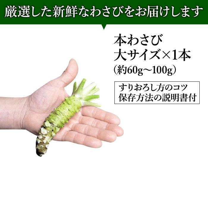 わさび栽培発祥の地「有東木」の本わさび　大サイズ1本（60g〜100g） ワサビ 山葵 生わさび 生ワサビ 本ワサビ 静岡県産 静岡 有東木 送料無料