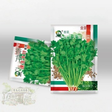 🌿【熱銷】原廠大包裝 速生大葉香菜種子（約900粒）老品種芫荽種子四季易種植 農家盆栽蔬菜種子/原裝包對版