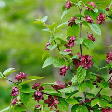 🌺（美國夏臘梅種子） 濃香四季種植梅花種子 園林露台觀賞花海種子 新手盆栽Seed 耐寒耐旱 四季好養活