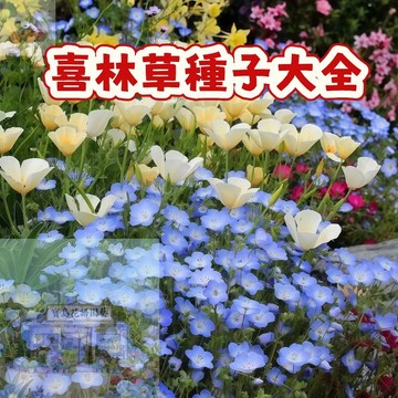 （喜林草種子大全）新手易種易活 四季播種  開花不斷 無需管理 藍斑星點花海庭院陽台室內盆栽 #花卉種子