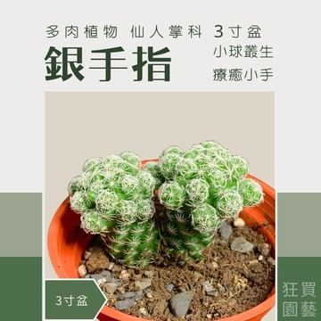 [狂買園藝] 多肉植物 銀手指 3寸盆 /仙人掌/小品盆栽/送禮小物/婚禮小物