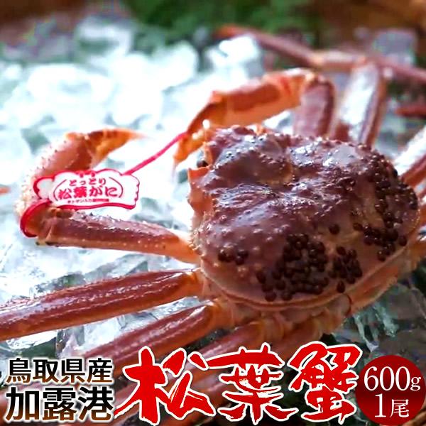 松葉ガニ タグ付き 松葉蟹［大］600g 活まつばがに 生きたまま 新物 鳥取県産 生 マツバガニ 日本海ズワイガニ［お歳暮 2023 ギフト 御歳暮］