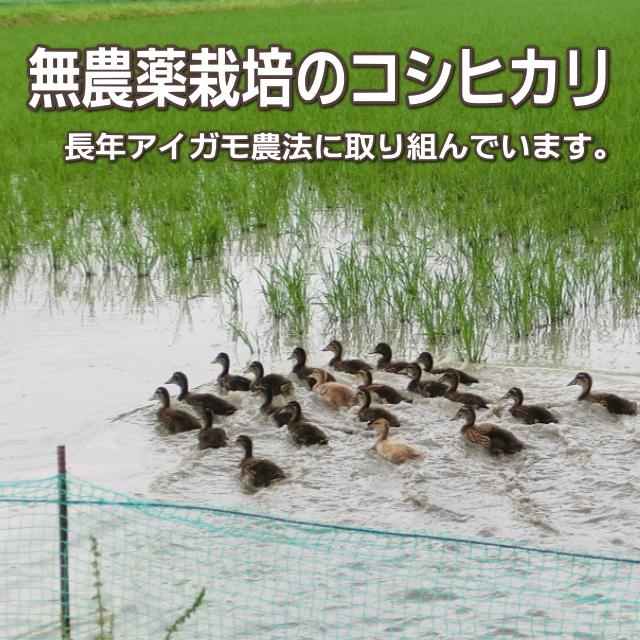 無洗米 農薬無使用 コシヒカリ 10kg   希少米 合鴨農法 新潟 岩船産 令和5年産 新米   人気 おいしい 新潟米 こしひかり 送料無料