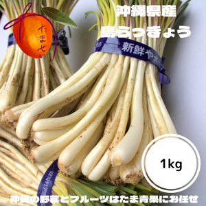 沖縄 島らっきょう 1ｋｇ (ラッキョウ あて つまみ）