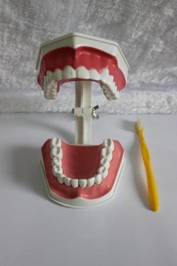 兩倍放大(全口固定) 牙齒模型 口腔清潔保健護理牙齒模型 幼稚園學齡寶寶兒童刷kb