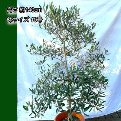 小豆島産 オリーブ・ネバティロブランコ 10号鉢 オリーブの木 鉢植え