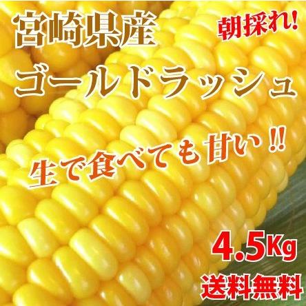 6月下旬より発送朝採れ！宮崎県産スイートコーン ゴールドラッシュ4.5Kg(2Lサイズ約13本)