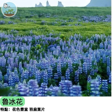 💙【台灣人的記憶】藍色魯冰花種子 羽扇豆 經典歌曲花海 改良矮種陽台可種 蜜源植物 庭院花壇 新手易種 四季播種