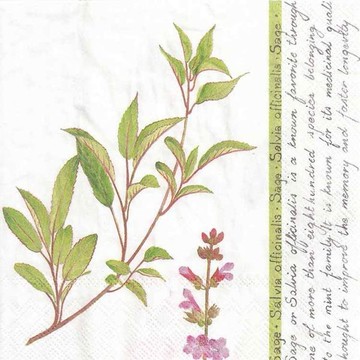 德國 IHR-33*33cm餐巾紙-鼠尾草