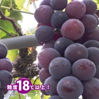 種無しピオーネ約2kg   9月中旬よりお届け