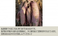 No.395 紅はるか10kg ／ お芋 甘い さつまいも 茨城県