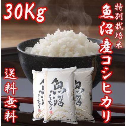 令和5年産 新米 魚沼産コシヒカリ 米 10kg 3袋 お米 30kg うまい米 極上 米高級 Ａランク 白米 送料無料 新潟コシヒカリ こしひかり 贈答用 贈り物 新潟県