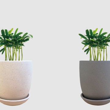 │ 霧陶系列 │ 迷你羅漢松 - 水耕 無土 懶人盆栽 室內植物  陶