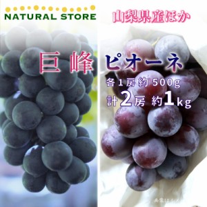 [最短順次発送]   巨峰 ピオーネ 各1房 計約 1kg 500g 食べ比べ 山梨県産ほか ぶどう ブドウ 葡萄  夏ギフト 御中元 お中元 秋ギフト  果