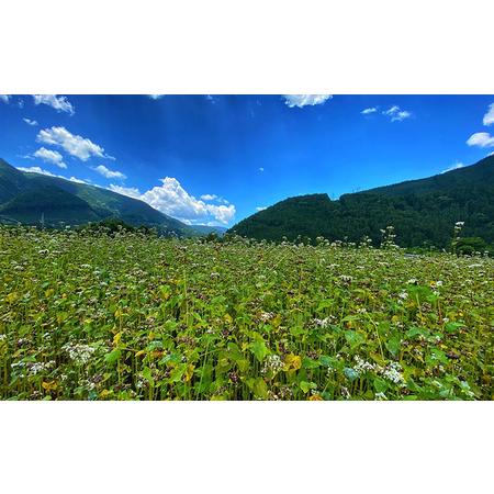 ふるさと納税 桜えびかき揚げと静岡産生そば（冷凍）4人前 静岡県静岡市