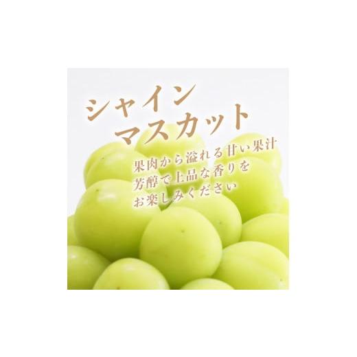 ふるさと納税 山梨県 都留市 山梨県産　シャインマスカット 1.2kg (２房〜3房)