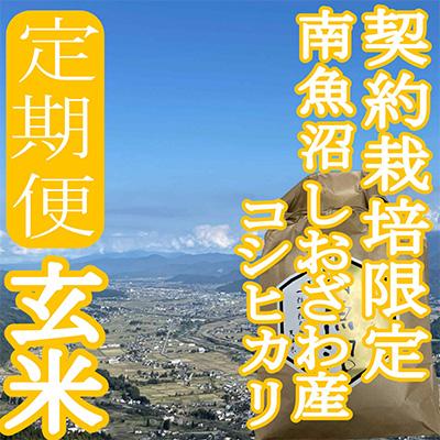 ふるさと納税 南魚沼市 ※玄米10Kg※生産者限定　南魚沼しおざわ産コシヒカリ全9回