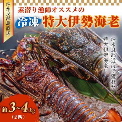 ふるさと納税 和泊町 沖永良部島直送!素潜り漁師オススメの特大冷凍伊勢海老 約3〜4キロ(2匹)