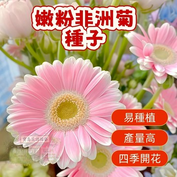 🌷🌷红橙雙色非洲菊種子 【非洲菊種子】 今年新籽 發芽率高 見土即活 花開爆盆 四季可播  新手易種易活 陽台庭院盆栽