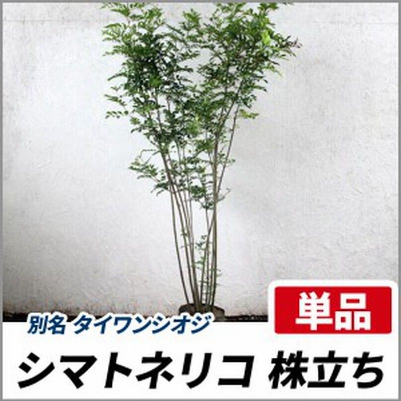シマトネリコ 株立ち 樹高1 5m前後 根鉢含まず 単品 常緑 株立ち 植木 庭木 シンボルツリー 通販 Lineポイント最大1 0 Get Lineショッピング