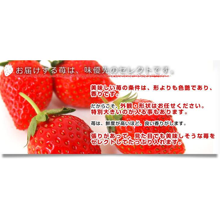 栃木県より産地直送 渡辺さんちのTちゃんいちご(とちあいか) 350g以上 　3Lサイズ(9粒から15粒)　 苺 イチゴ ストロベリー 送料無料 クール便
