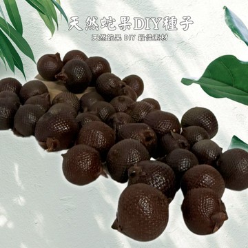 【自然屋精品】印尼進口天然乾燥帶皮蛇果（Salak）DIY素材 工藝素材 蛇果素材 吊飾花藝自然風造景擺飾果實 蛇紋果實