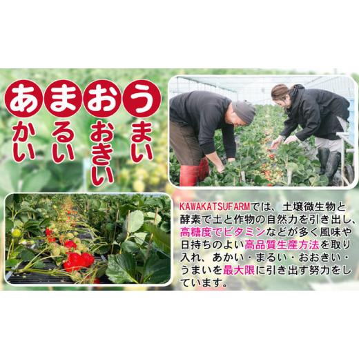 ふるさと納税 福岡県 朝倉市 あまおう DX等級以上 約300g×2パック ※配送不可：北海道・東北・沖縄・離島