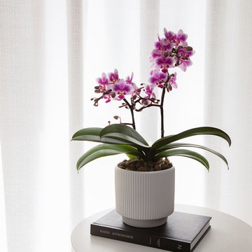 【蘭花盆栽】紫玉小碎花  蝴蝶蘭盆栽 開幕送禮 升遷 母親節禮物