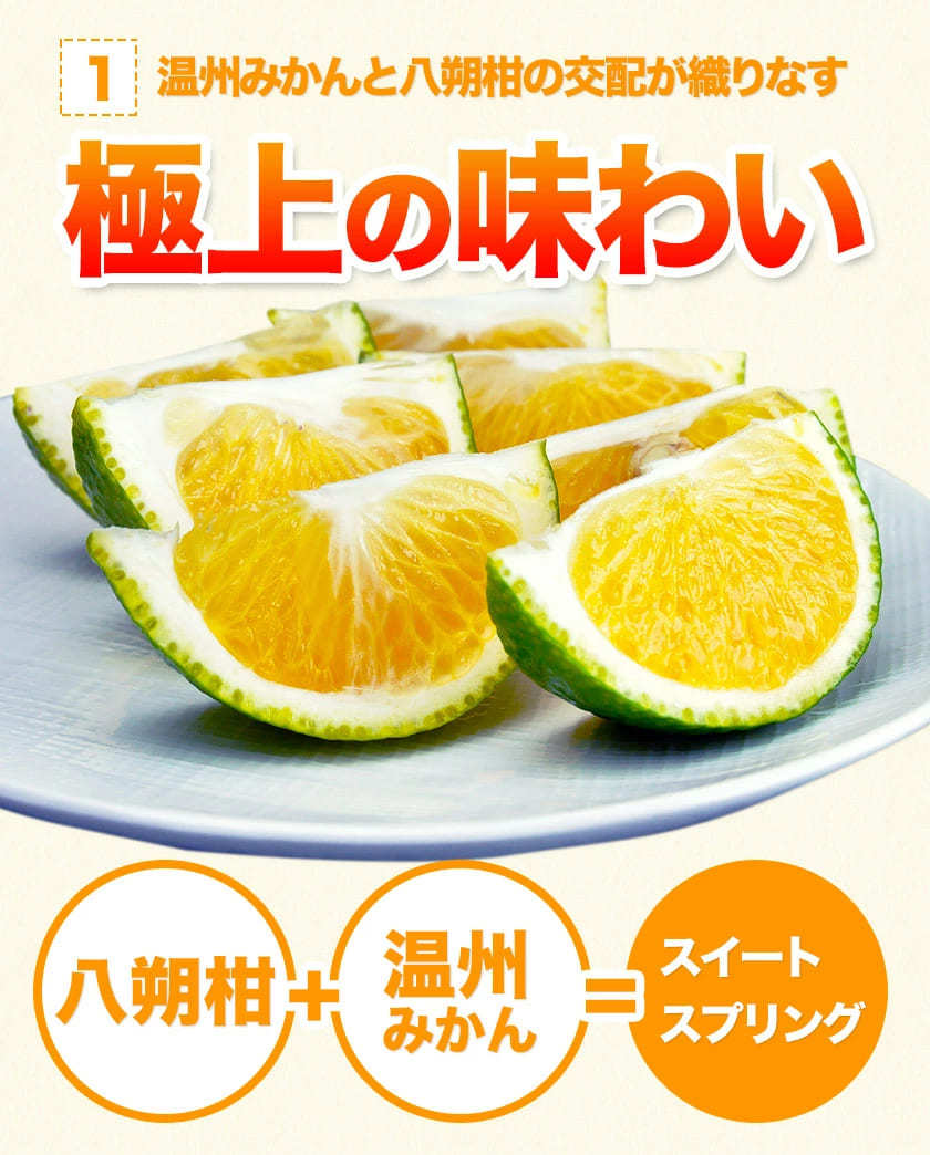 スイートスプリング 1.5kg 訳あり 熊本県産 送料無料 旬 の みかん   (3L〜Sサイズ 3L-S混合)  12月上旬〜12月下旬頃より発送予定