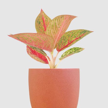 │ 霧陶系列 │ 彩鳳 - 水耕 無土 懶人盆栽 室內植物  陶瓷