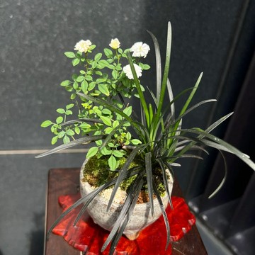 日本山形姬薔薇∣信樂燒鉢合植山野草