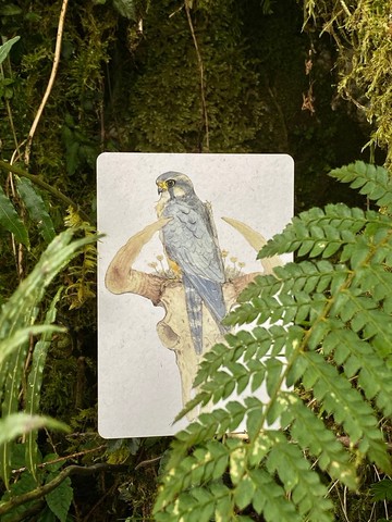 猛猛禽 水彩明信片 C區 7款