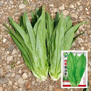 【現貨可開收據】大包裝 四季甜油麥菜種子（約5000粒）嫩葉萵苣種子A菜 速生生菜青菜種子盆栽蔬菜種子葉菜/原裝包對版