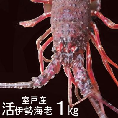 ふるさと納税 室戸市 室戸産活伊勢エビ1kg