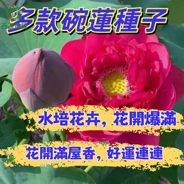 碗蓮花種子 迷你蓮花 桌上蓮花 小型蓮花 盆栽荷花 水生植物 睡蓮種子 水培植物 室內盆栽 種子包 開花植物