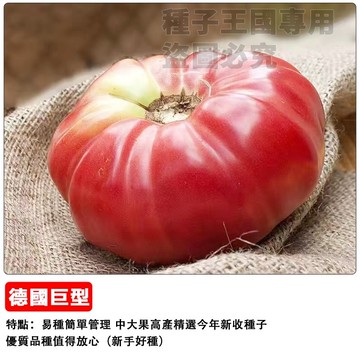 【牛排番茄種子】德國巨型番茄種子  肉質厚實多汁 切片生食沙拉 庭園陽台盆栽 巨型牛蕃茄 豐產種子
