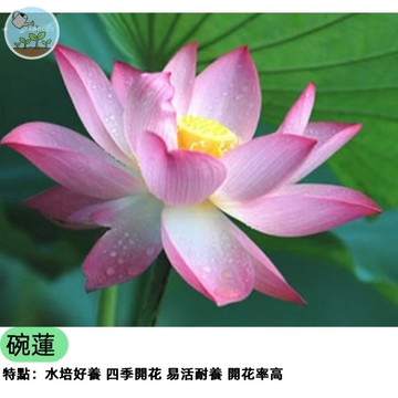 【陽台荷花】碗蓮種子 迷你荷花 蓮花種子 四季可種 開花不斷  新手必成 室內盆栽 水生植物 辦公室療癒小物