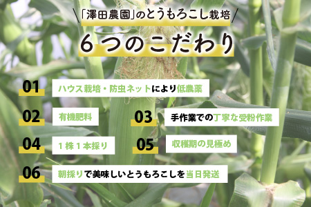 秋とうもろこし 黄色 白色 計5本 おおもの 朝採り ／ 期間限定 数量限定 ハウス栽培 産地直送 甘い ミックス スイートコーン 白い とうもろこし ホワイトコーン 野菜 あわら ※2024年10月10日より順次発送