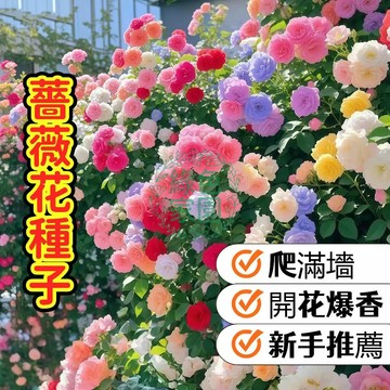 【現貨】超美薔薇種子 四季開花 易種好養 居家陽台庭院盆栽 花香濃郁 多色混種 新手友善 陽台庭院盆栽