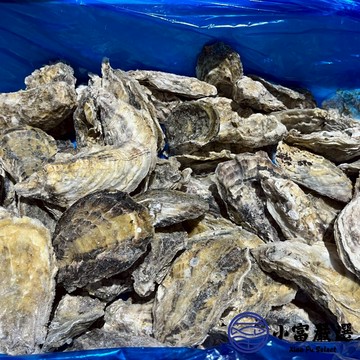 【小富嚴選】1200免運 日本生食級全殼生蠔 日本宮城縣 兵庫縣生蠔 室津牡蠣 尺寸L (100/150) 10顆裝 (1000~1500g/包) 全殼生蠔 生蠔 海產 海鮮 牡蠣 燒烤