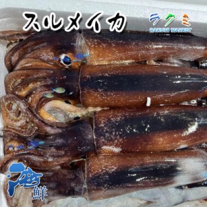 スルメイカ３kg（１kg 約2~3杯） 北海道・青森産 するめいか 烏賊 醤油焼き 醤油焼き 唐揚げ