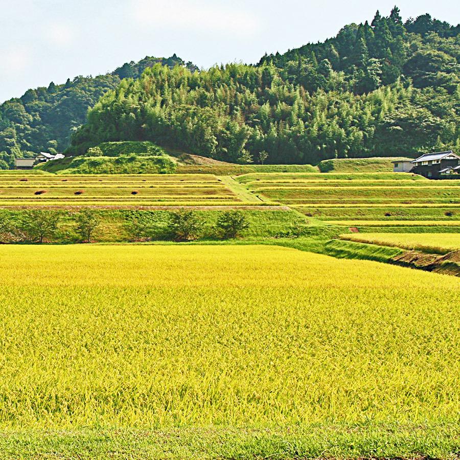 玄米 令和5年産 三重県産コシヒカリ 2等　30kg