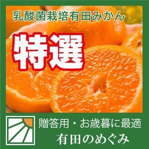 ふるさと納税 有田みかん L10kg ミカン選手権入賞 贈答用 乳酸菌栽培 和歌山県有田川町