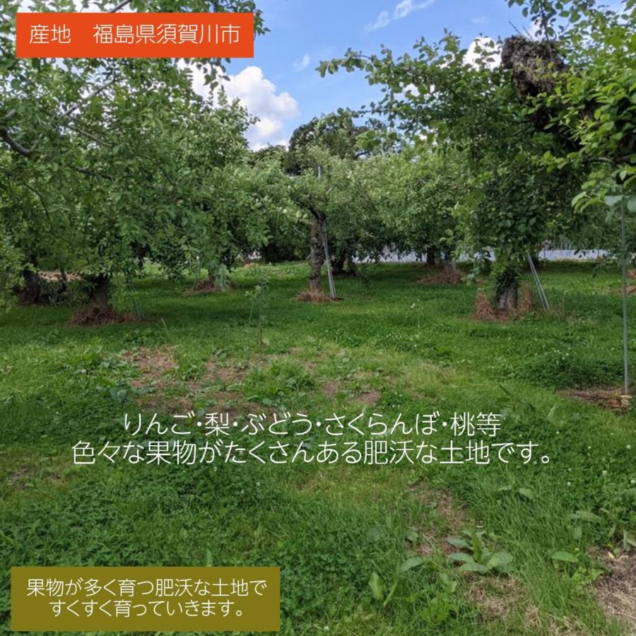 りんご  4kg 10〜13個 1〜3種類 福島県 須賀川市 リンゴ 林檎