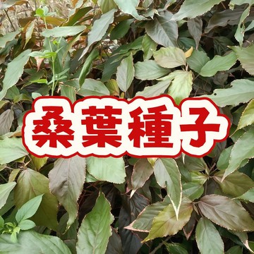 臺灣原生桑樹種子 天然優質桑葉樹苗栽培 家居園藝盆栽綠化 自栽採葉養蠶 易種植好成活 多用途景觀植物種籽