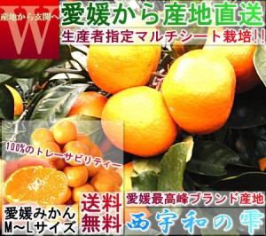 産地直送 西宇和の雫 温州みかん 約5kg ２S～２Lサイズ混合 愛媛県産 訳あり 個人農家産 本場で育てた家庭用蜜柑！こだわりのマルチシー